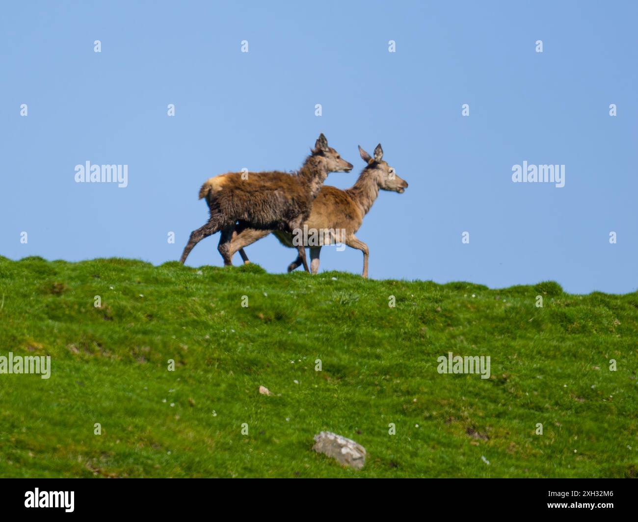Zwei Rotwild, Cervus elaphus, gehen auf einem Kamm entlang. Stockfoto