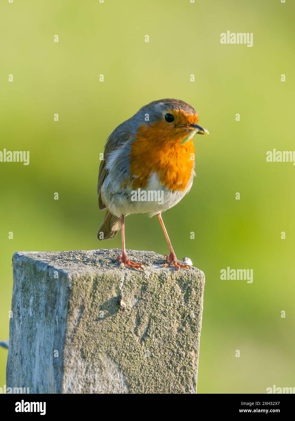 Der Europäische robin, Erithacus rubecula, auch bekannt als rotkehlchen oder rotkehlchen. Stockfoto