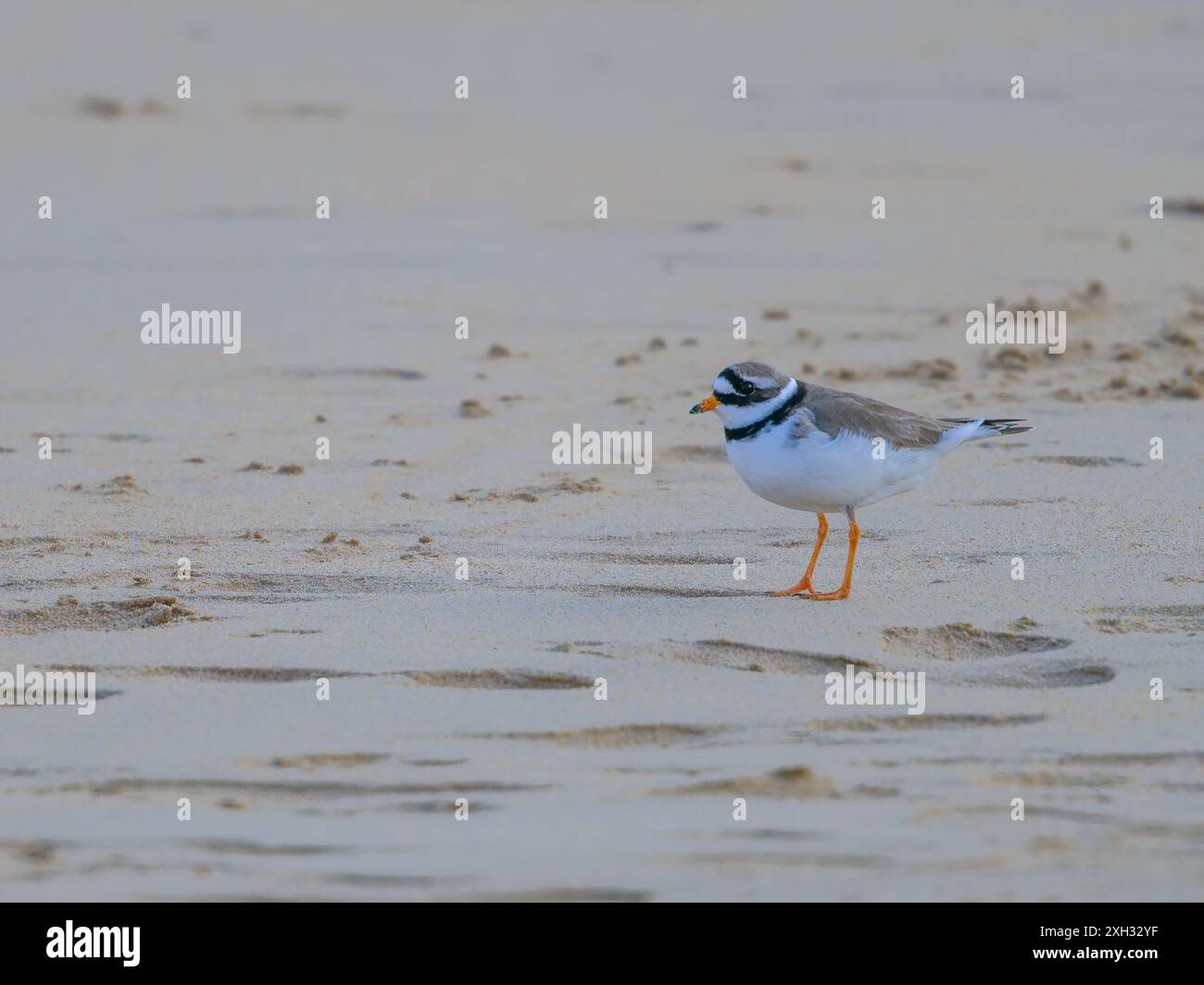 Ein gewöhnlicher Ringpfeifer oder Ringpfeifer, Charadrius hiaticula, steht am Ufer. Stockfoto