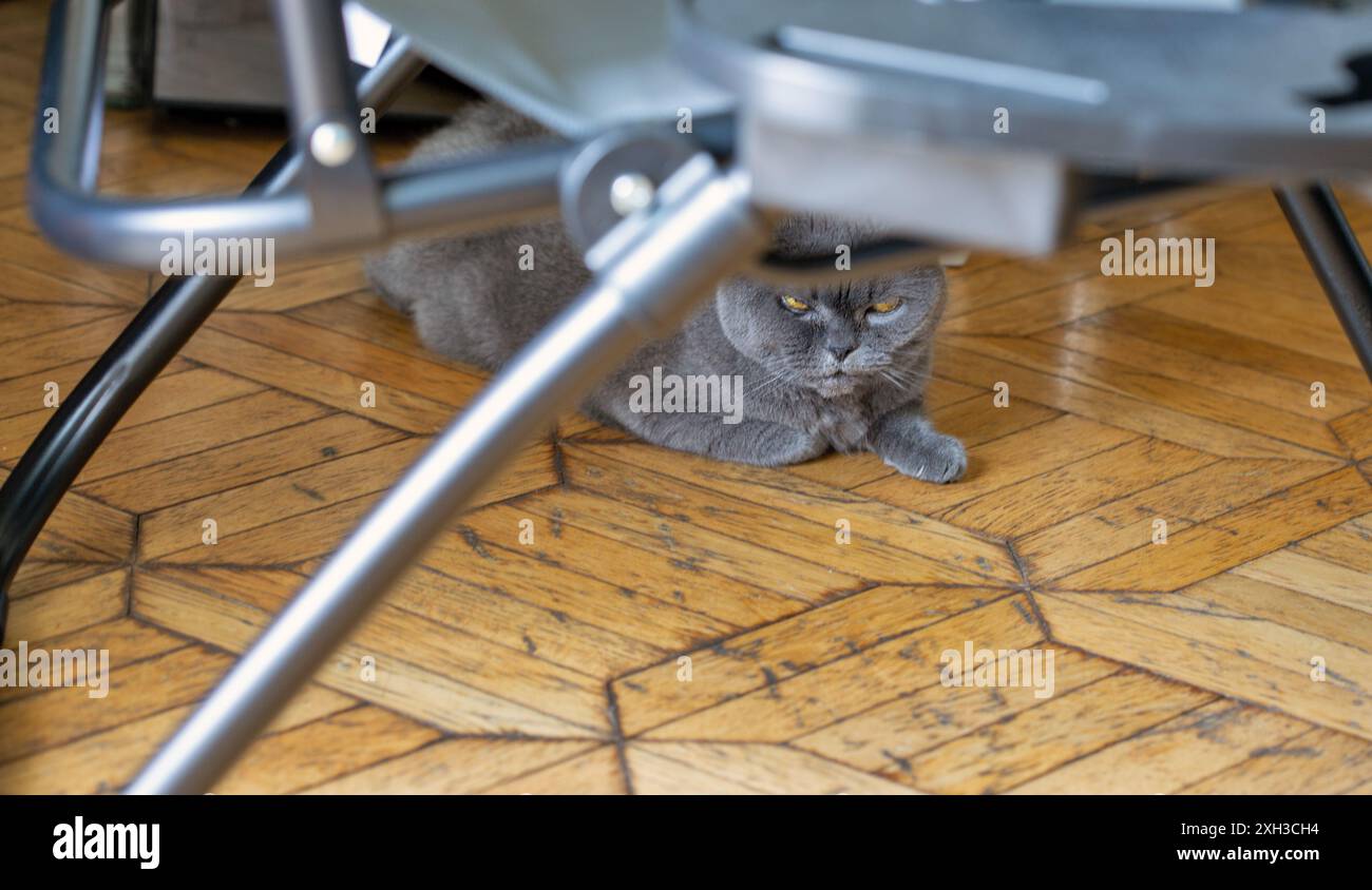 Die schottische reinrassige graue Katze sitzt auf Parkett unter dem Stuhl in der Nähe. Stockfoto