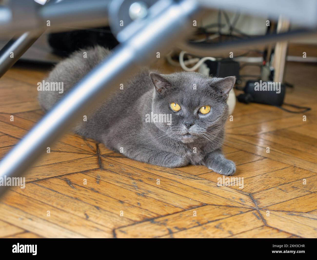 Die schottische reinrassige graue Katze sitzt auf Parkett unter dem Stuhl in der Nähe. Stockfoto