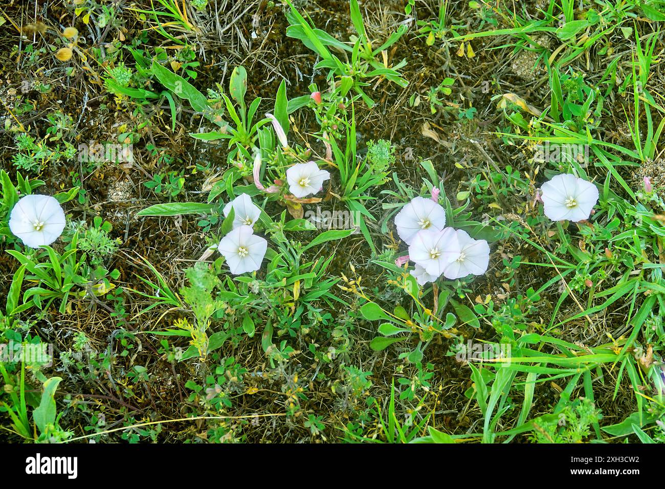Bindweed, schwer Convolvulus lineatus (oder Convolvulus arvensis) auf der Meeresseite bepflanzte Düne (Sandschalen-Strand). Asowschen Meer. Krim Stockfoto
