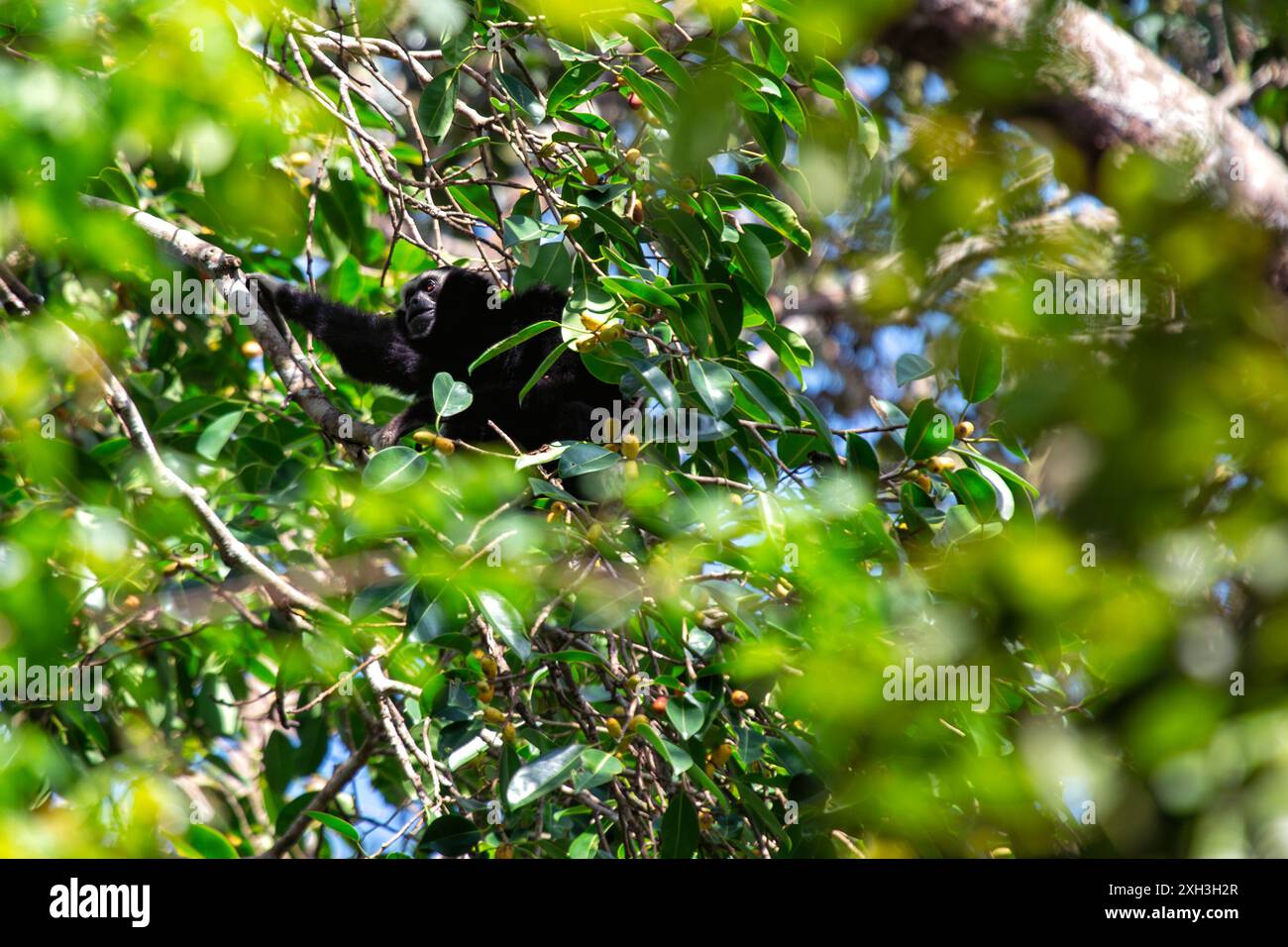Der Agile Gibbon mit seinen langen Armen und seinem schlanken Fell wurde durch die Baumkronen schwingend gesehen. Dieses Foto zeigt seine anmutige Präsenz in einer dichten tr Stockfoto