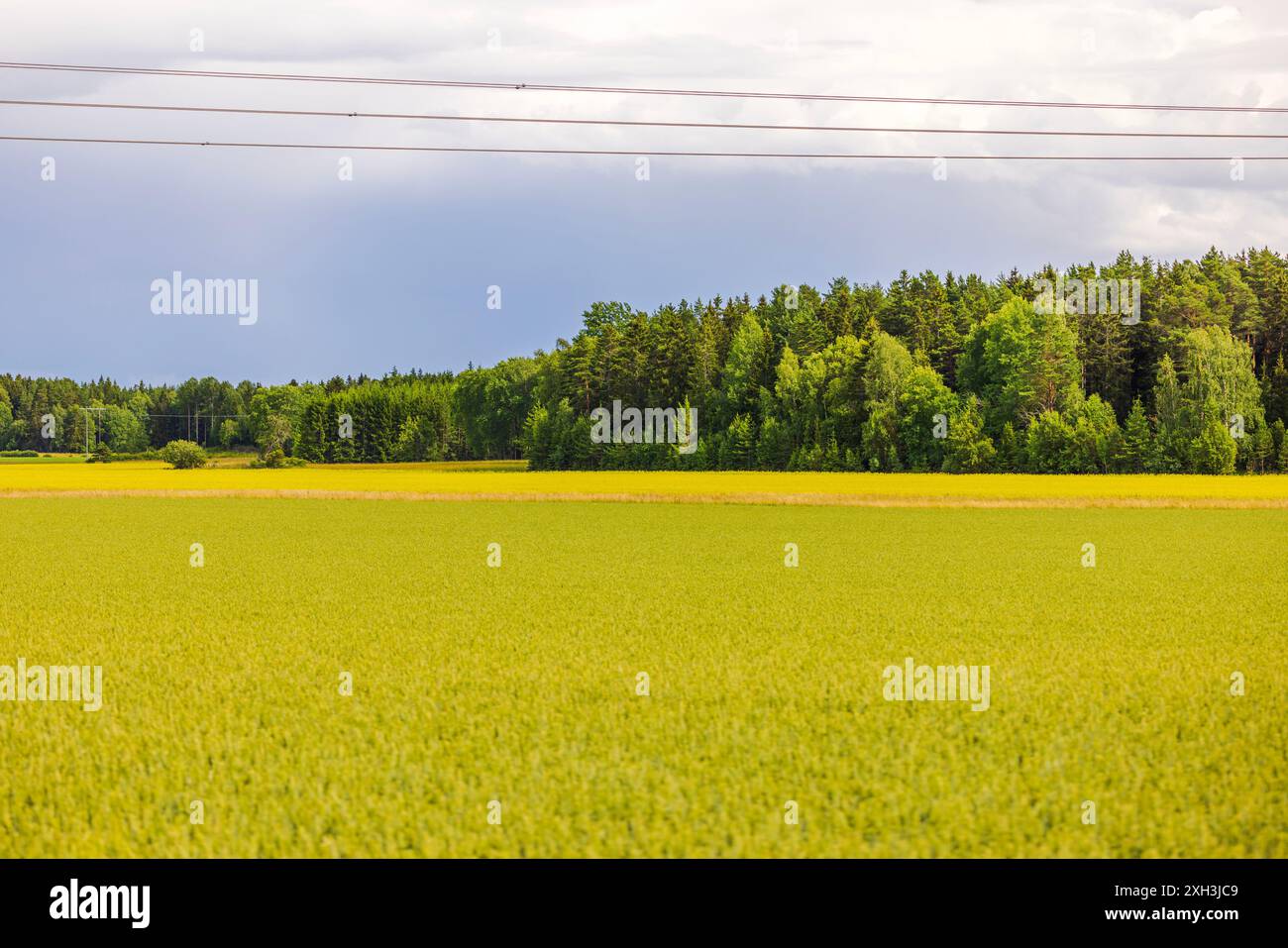 Wunderschöner Blick auf landwirtschaftliche Felder mit Roggen und Rapsbaum vor dem Hintergrund des Waldes und des bewölkten Himmels. Schweden. Stockfoto