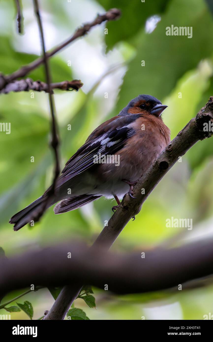 Der Chaffinch mit seinem farbenfrohen Gefieder und seinem unverwechselbaren Lied wurde auf einem Zweig im Father Collins Park in Dublin gesehen. Auf diesem Foto wird ITS aufgenommen Stockfoto