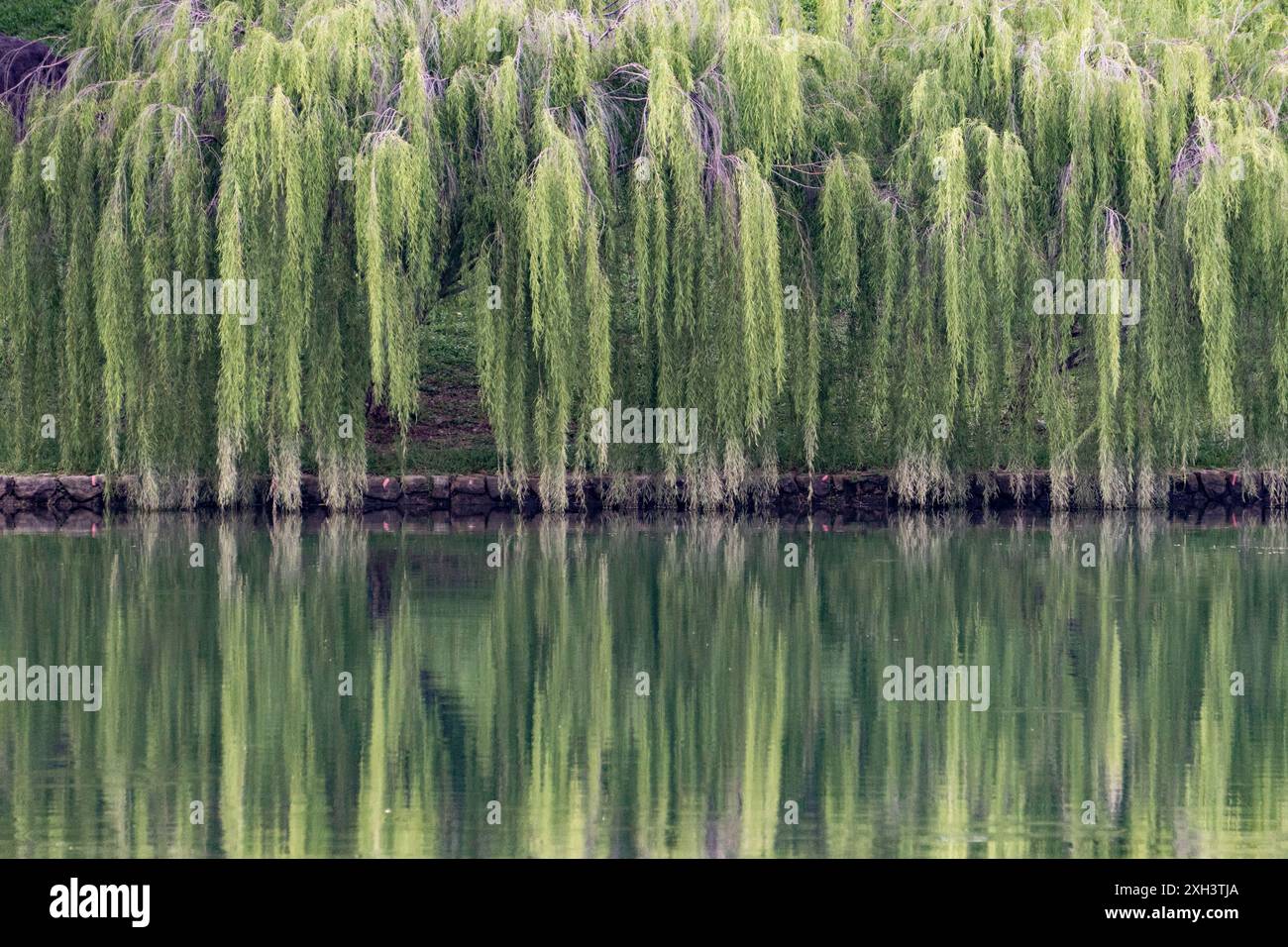 14. Oktober 2019, Singapur, Südostasien: Weidenbäume Reflexion auf dem See, Bishan-Ang Mo Kio Park Water Reservoir, Travel and Living. Stockfoto