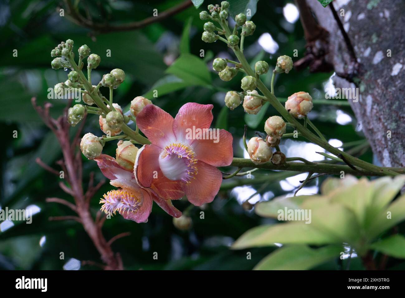 10. Oktober 2019, Singapur, Südostasien: Couroupita Guianensis oder Cannonball Tree. Im Bishan-Ang Mo Kio Park. Stockfoto