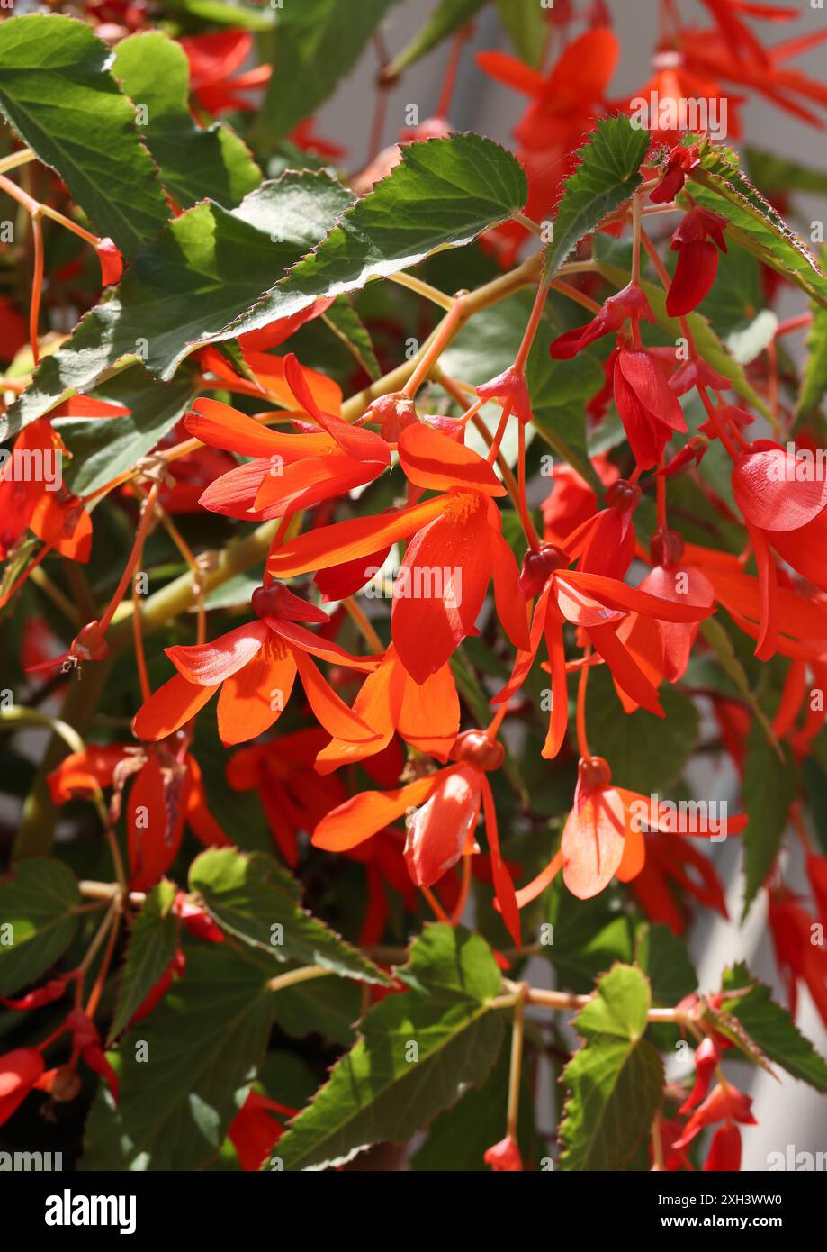 Bolivianische Begonia, Begonia boliviensis 'Bossa Nova Orange', Begoniaceae. Bolivien und Argentinien, Südamerika. Stockfoto