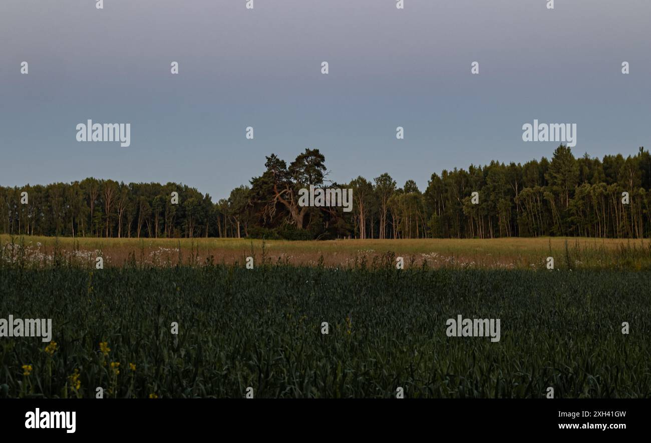 Sommer, grüne Decke, ein großes Feld und eine große Kiefer in der Mitte des Feldes. Sanfte und schöne Farben an einem Sommerabend. Stockfoto