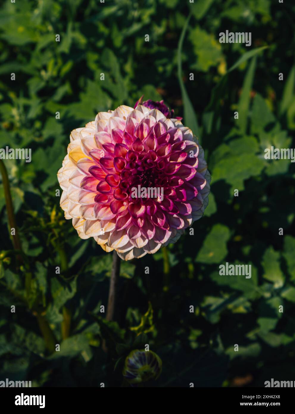 Eine schöne und ungewöhnliche Farbkombination für eine Blume. Rosa und weiße, bezaubernde Blume. Stockfoto