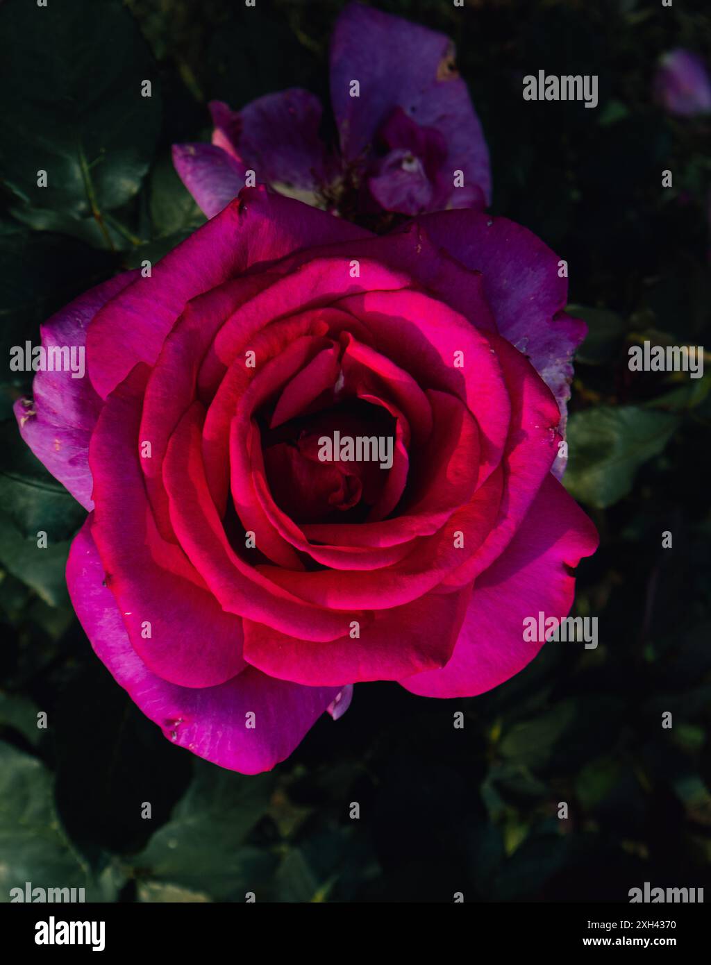 Die rosa Rose blühte auf und sah dich an. Schönheit, die Worte nicht beschreiben können. Stockfoto