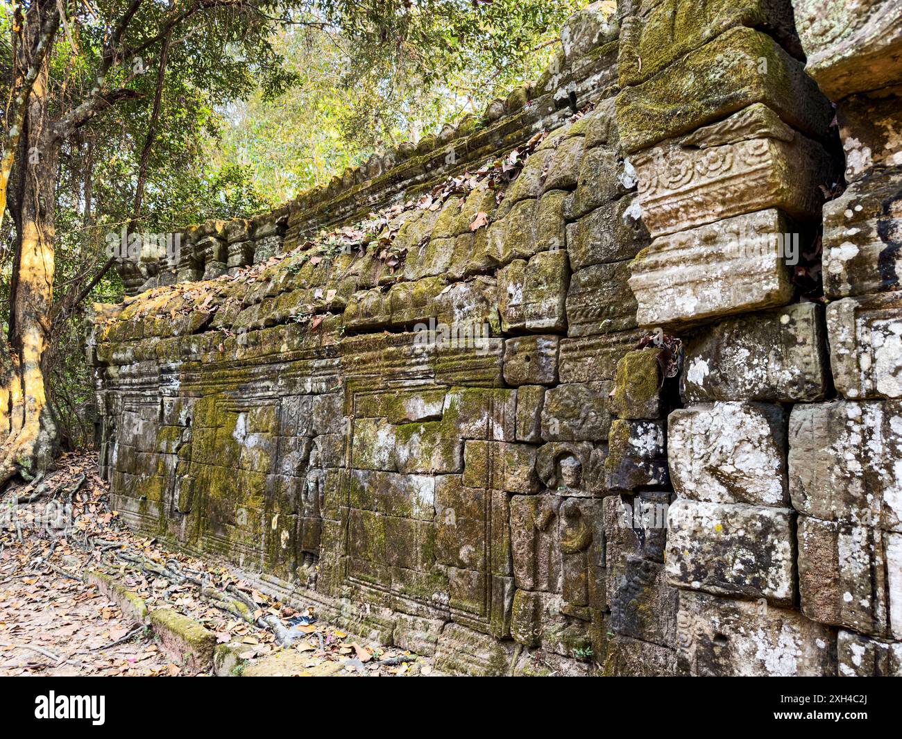TA Prohm Tempel, ein Mahayana-buddhistisches Kloster, das Ende des 12. Jahrhunderts für den Khmer-König Jayavarman VII. In Kambodscha erbaut wurde. Stockfoto