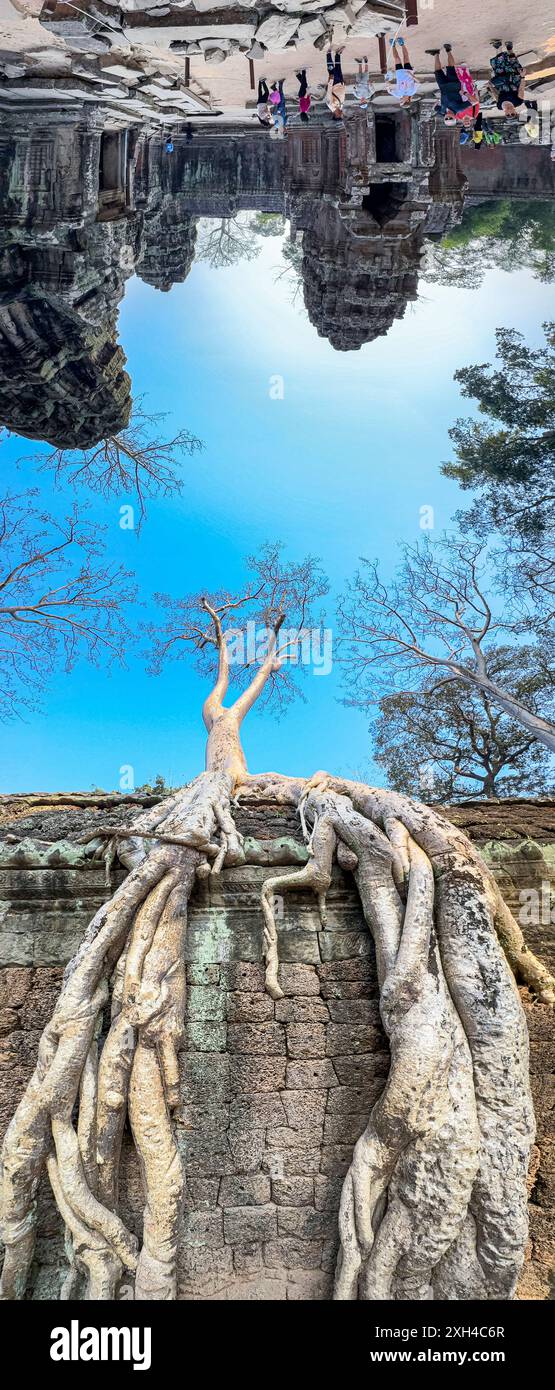 TA Prohm Tempel, ein Mahayana-buddhistisches Kloster, das Ende des 12. Jahrhunderts für den Khmer-König Jayavarman VII. In Kambodscha erbaut wurde. Stockfoto