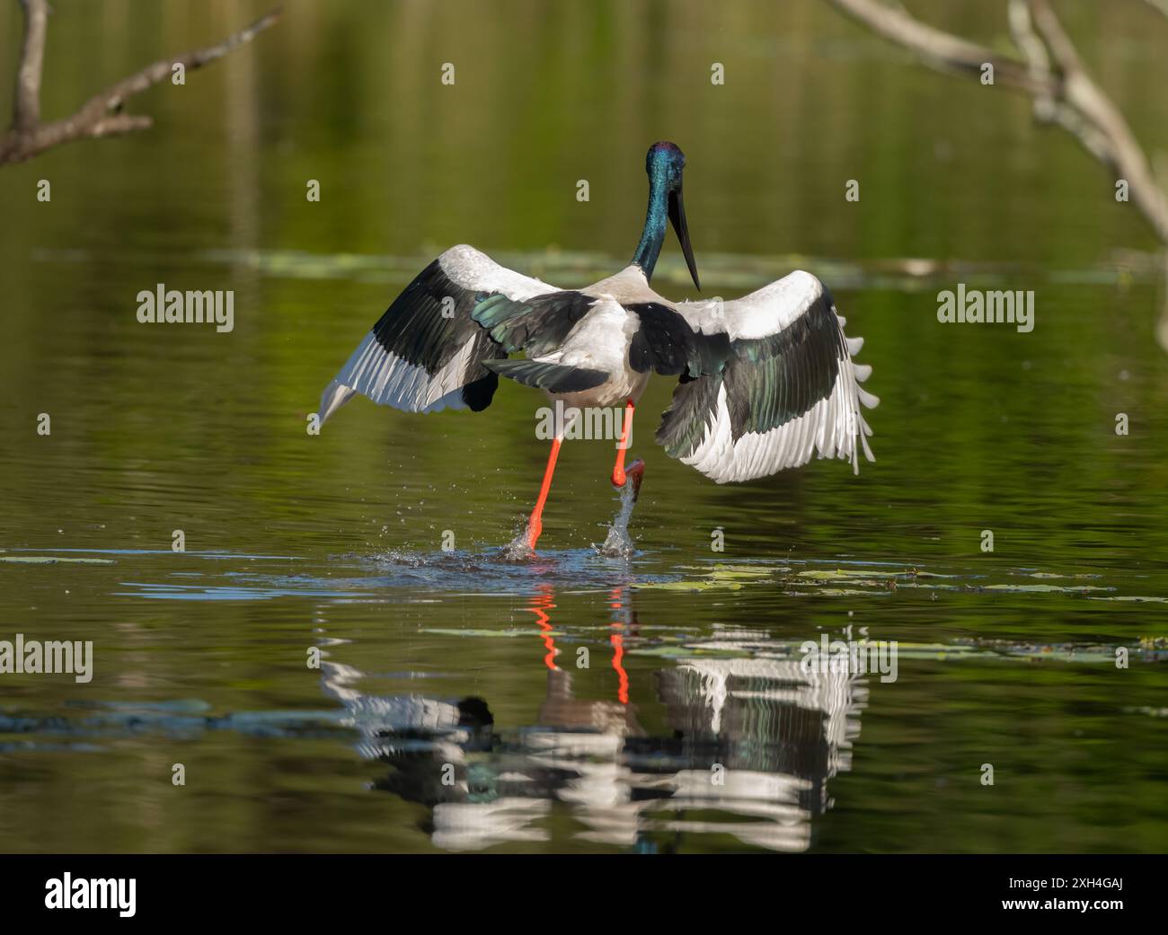 Schwarzhalsstorch ( ephippiorhynchus asiaticus ) Jabiru tanzt mit offenen Flügeln auf dem Wasser. Stockfoto