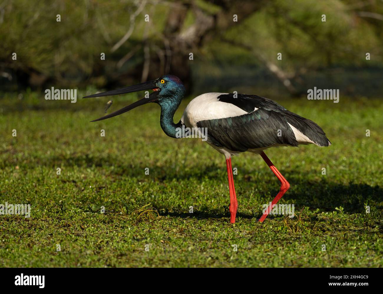 Schwarzhalsstorch ( ephippiorhynchus asiaticus ) Jabiru wirft einen Fisch in ihren Schnabel in Queensland, Australien. Stockfoto