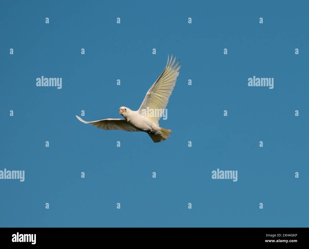 Der kleine corella (Cacatua sanguinea), auch bekannt als der Kurzschnabel corella, der oft in großen Herden zu finden ist, macht während des Fluges viel Lärm. Stockfoto