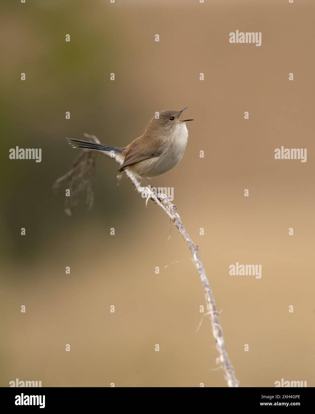 Der junge männliche Wren sang einen defokussierten Hintergrund mit Kopierraum in Queensland, Australien. Stockfoto