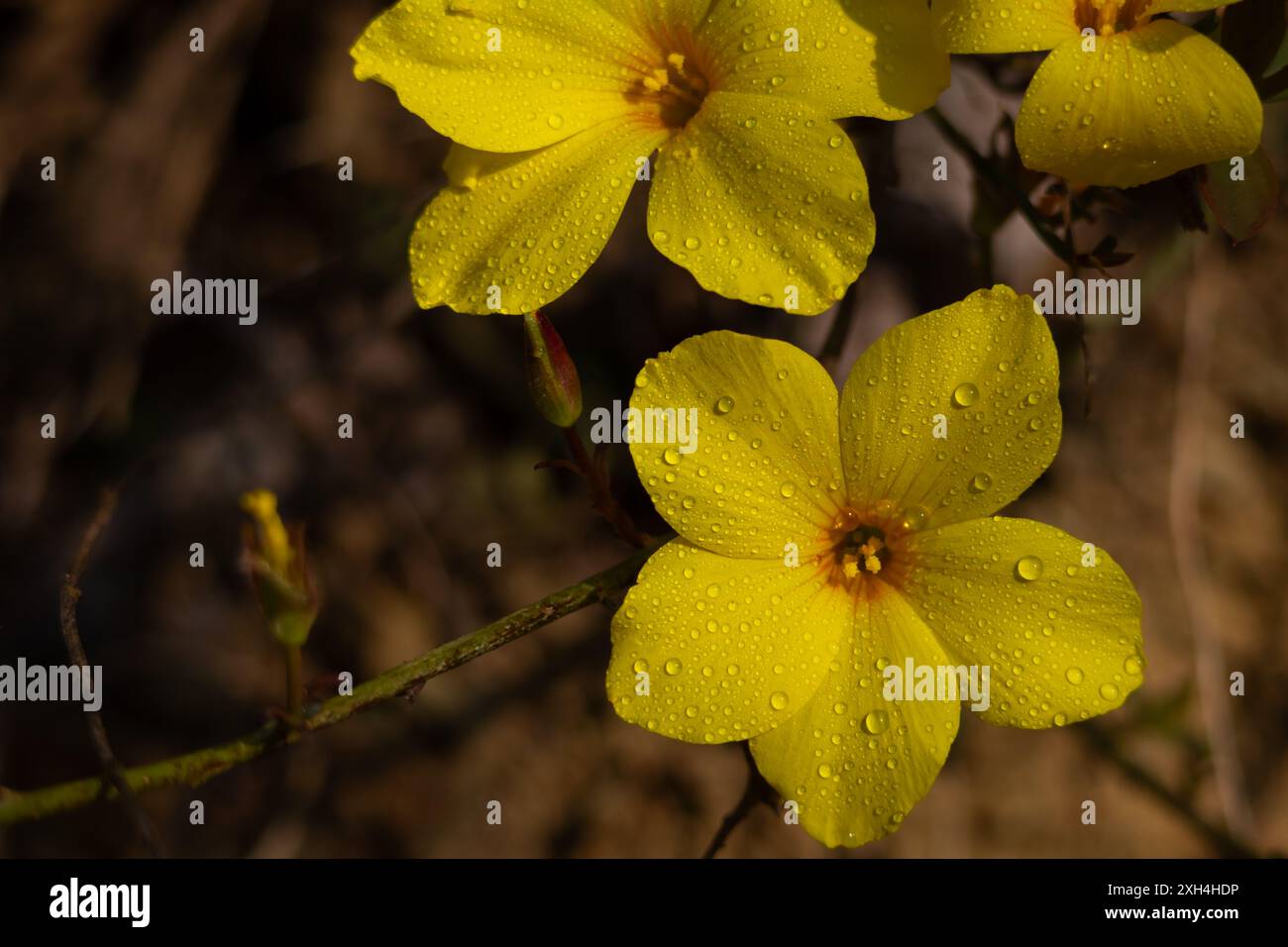 Nahaufnahme einer blühenden gelben Flachsblume (Reinwardtia indica) Wassertropfen auf Blütenblätter am Morgen im Sommer im Wald. Stockfoto
