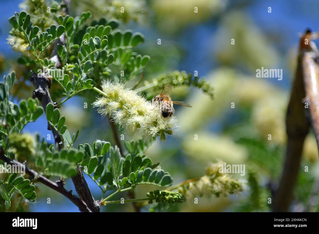 Eine Rückansicht einer westlichen Honigbiene, die eine Wartezeit in einer Minute vor einem blauen Himmel in Phoenix, Arizona bestäubt. Stockfoto