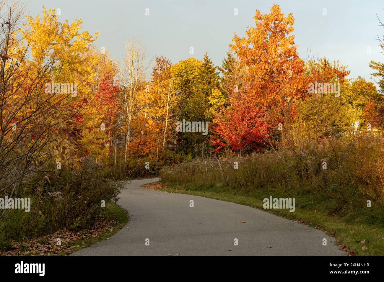 Herbstlandschaft - lebhaftes Herbstlaub auf Bäumen, die einen ruhigen Parkweg säumen - Sonnenlicht der goldenen Stunde, das warme Töne ausstrahlt. Aufgenommen in Toronto, Kanada. Stockfoto