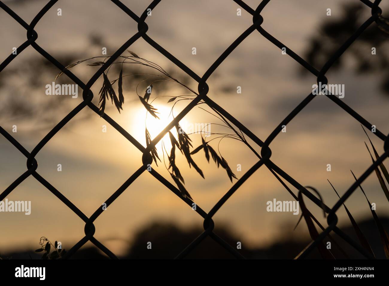 Silhouette bei Sonnenuntergang durch Maschendrahtzaun - goldene Stunden Beleuchtung - Gras und Blätter im Vordergrund. Aufgenommen in Toronto, Kanada. Stockfoto