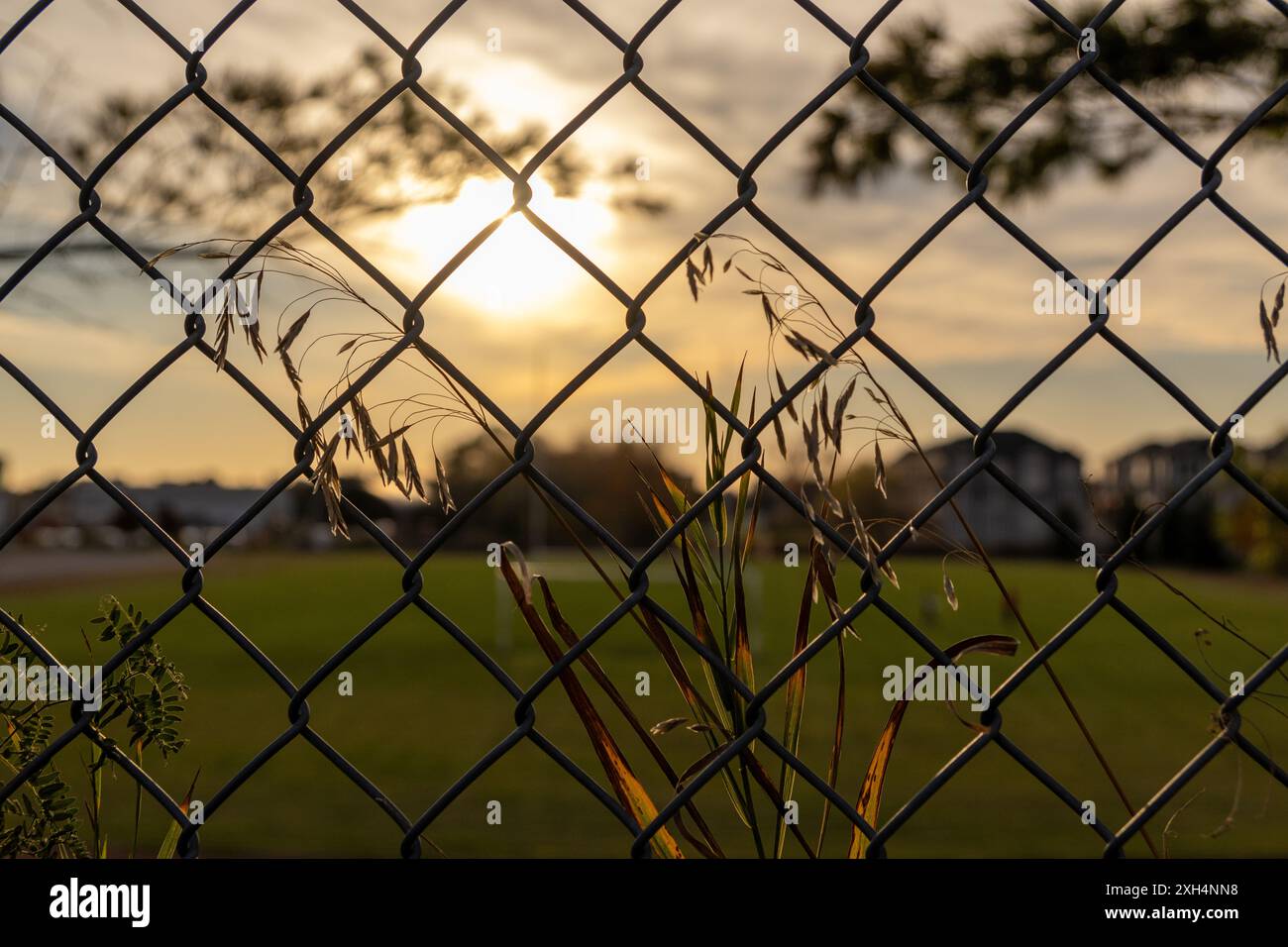 Silhouette bei Sonnenuntergang durch Maschendrahtzaun - goldene Stunden Beleuchtung - Gras und Blätter im Vordergrund. Aufgenommen in Toronto, Kanada. Stockfoto