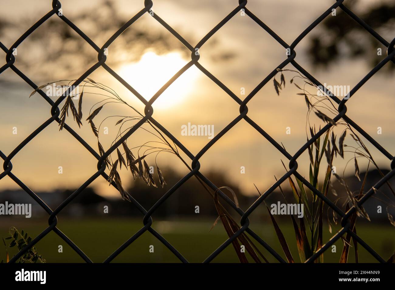 Silhouette bei Sonnenuntergang durch Maschendrahtzaun - goldene Stunden Beleuchtung - Gras und Blätter im Vordergrund. Aufgenommen in Toronto, Kanada. Stockfoto