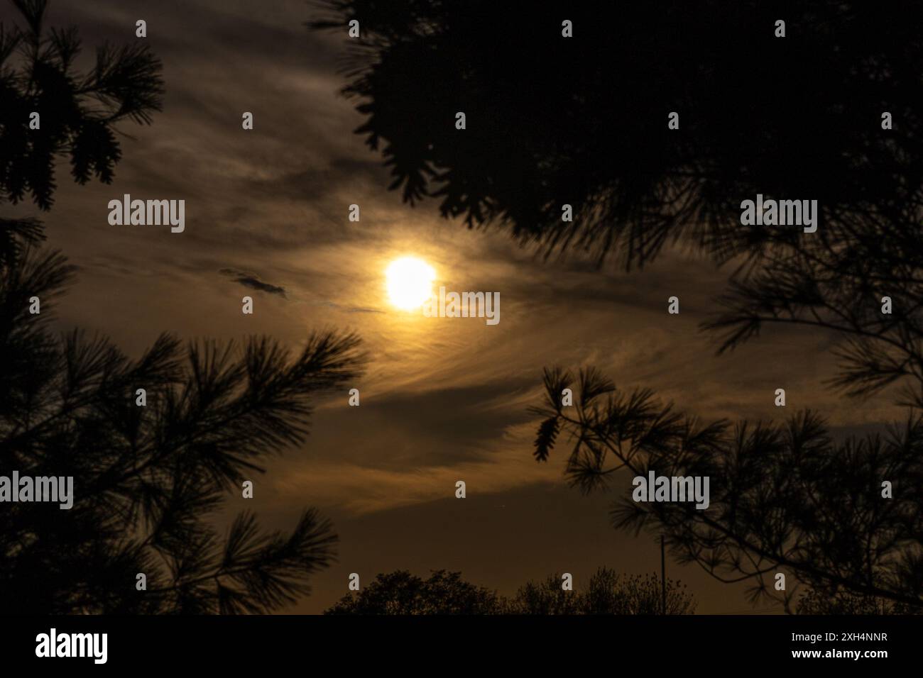 Goldener Sonnenuntergangshimmel, umrahmt von Silhouetten aus Kiefernzweigen - warmes Licht der Dämmerung - ruhige Abendatmosphäre. Aufgenommen in Toronto, Kanada. Stockfoto