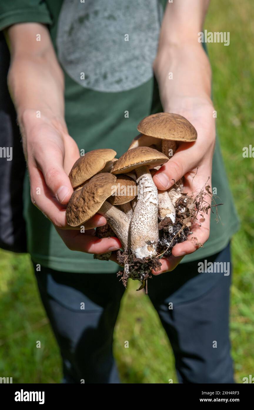 Junge, der Hazel Bolete oder Leccinellum pseudoscabrum Pilze in der Hand hält. Stockfoto