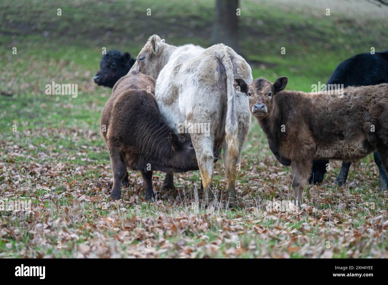 Die Zukunft der Viehzucht in der australischen Landwirtschaft: Nachhaltige Weidewirtschaft, Technologie und Innovation für Umweltbelastbarkeit Stockfoto