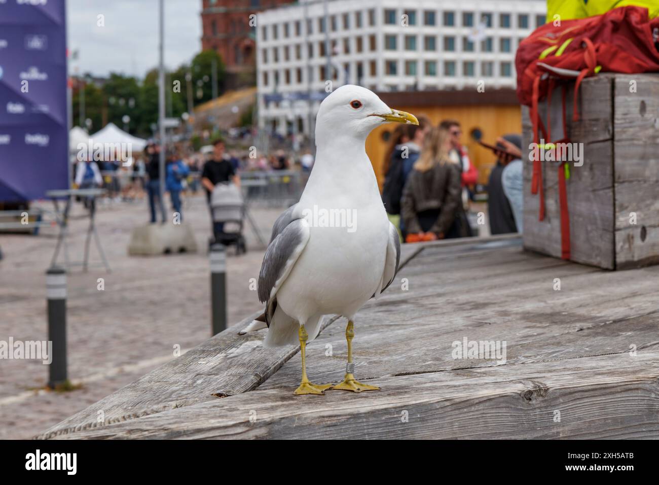 Finnland, Helsinki, 5. Juli 2024 - Möwen aus nächster Nähe auf einem Altstadtmarkt von Helsinki während des Tall Ships Race 2024 waren viele Besucher und Touristen dabei Stockfoto