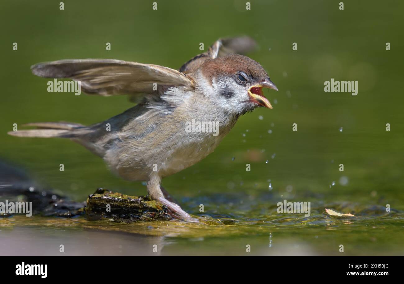 Verrückter junger eurasischer Baumsperling (Passer montanus), der mit offenen Flügeln und Schnabel ins Wasser springt Stockfoto