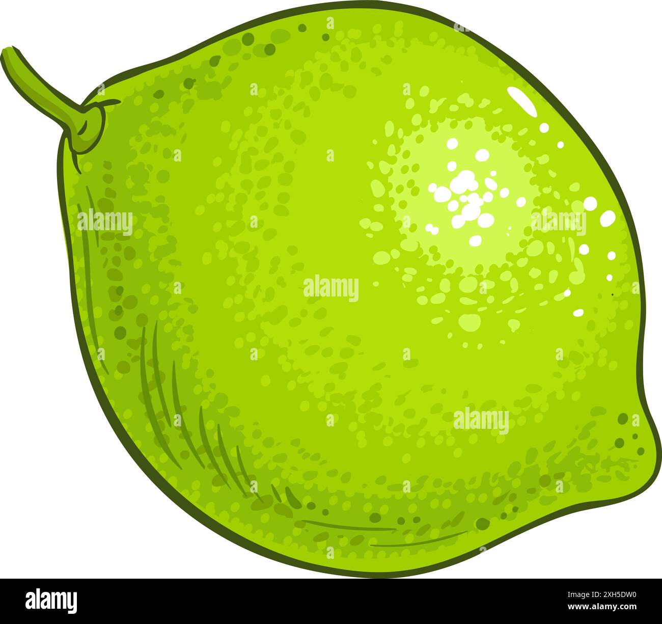 Detaillierte Illustration In Limettenfrucht Stock Vektor