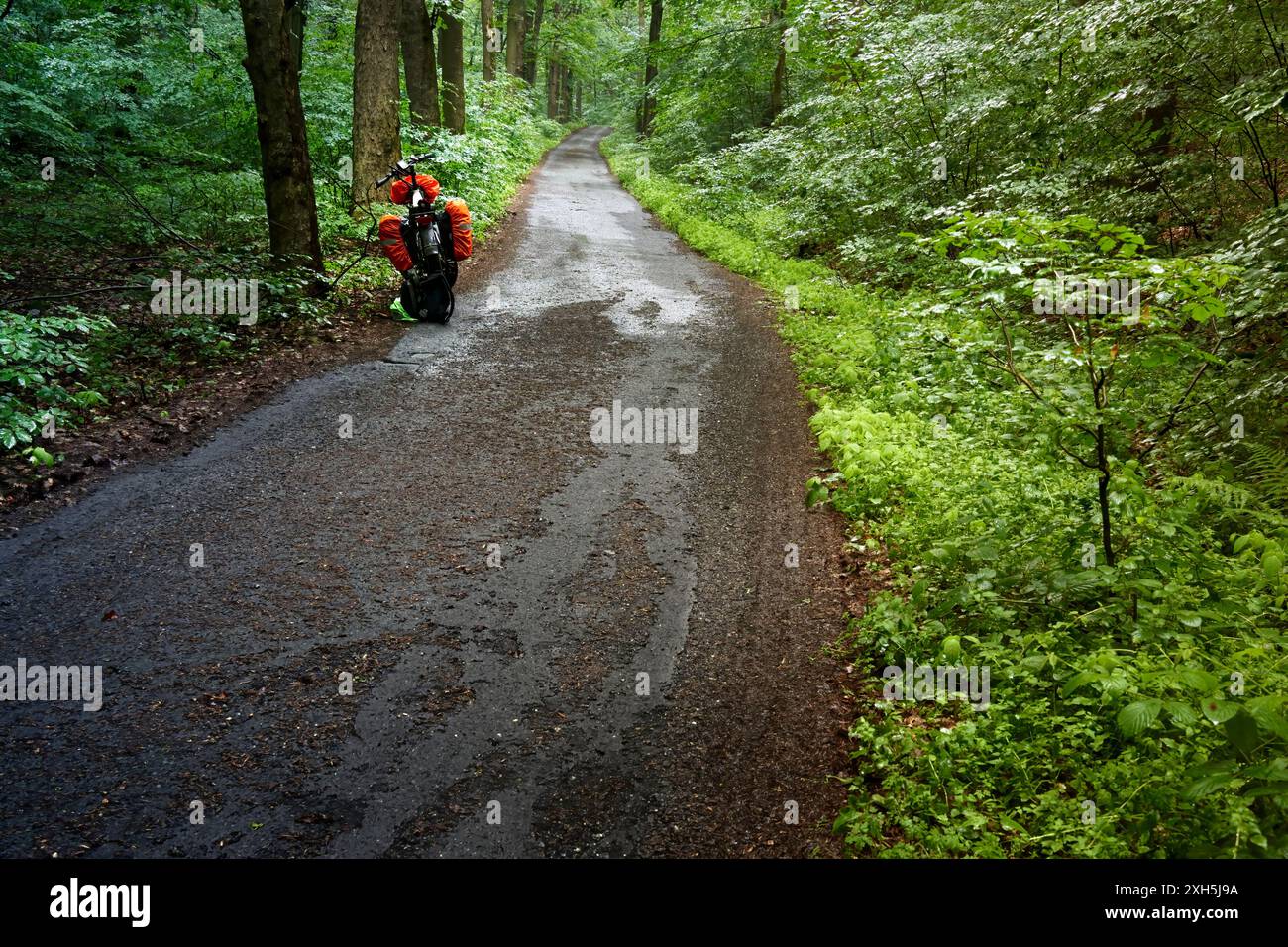 Kurviger Radweg in einem dichten Wald an einem regnerischen Tag Stockfoto