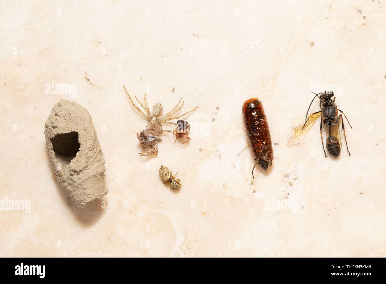 Das Schlamm-Dauber-Wespennest wird mit gelähmten Spinnen und Insektenkokons gezeigt, die als Nahrung für Wespenlarven dienen Stockfoto