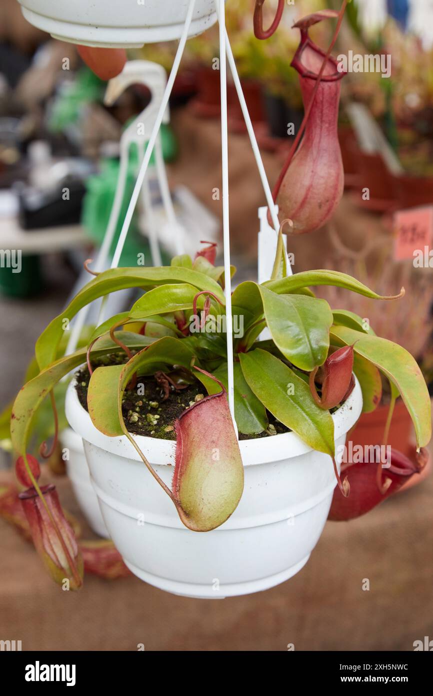 Nepenthes fleischfressende Pflanze oder tropische Kannenpflanze in Vase Stockfoto