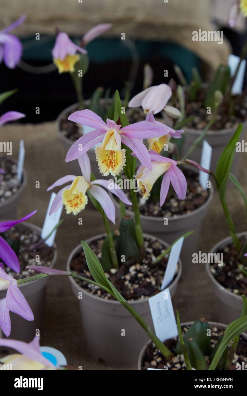 Pleione sunisa Orchideenpflanzen mit rosa und gelben Blüten in Vasen Stockfoto