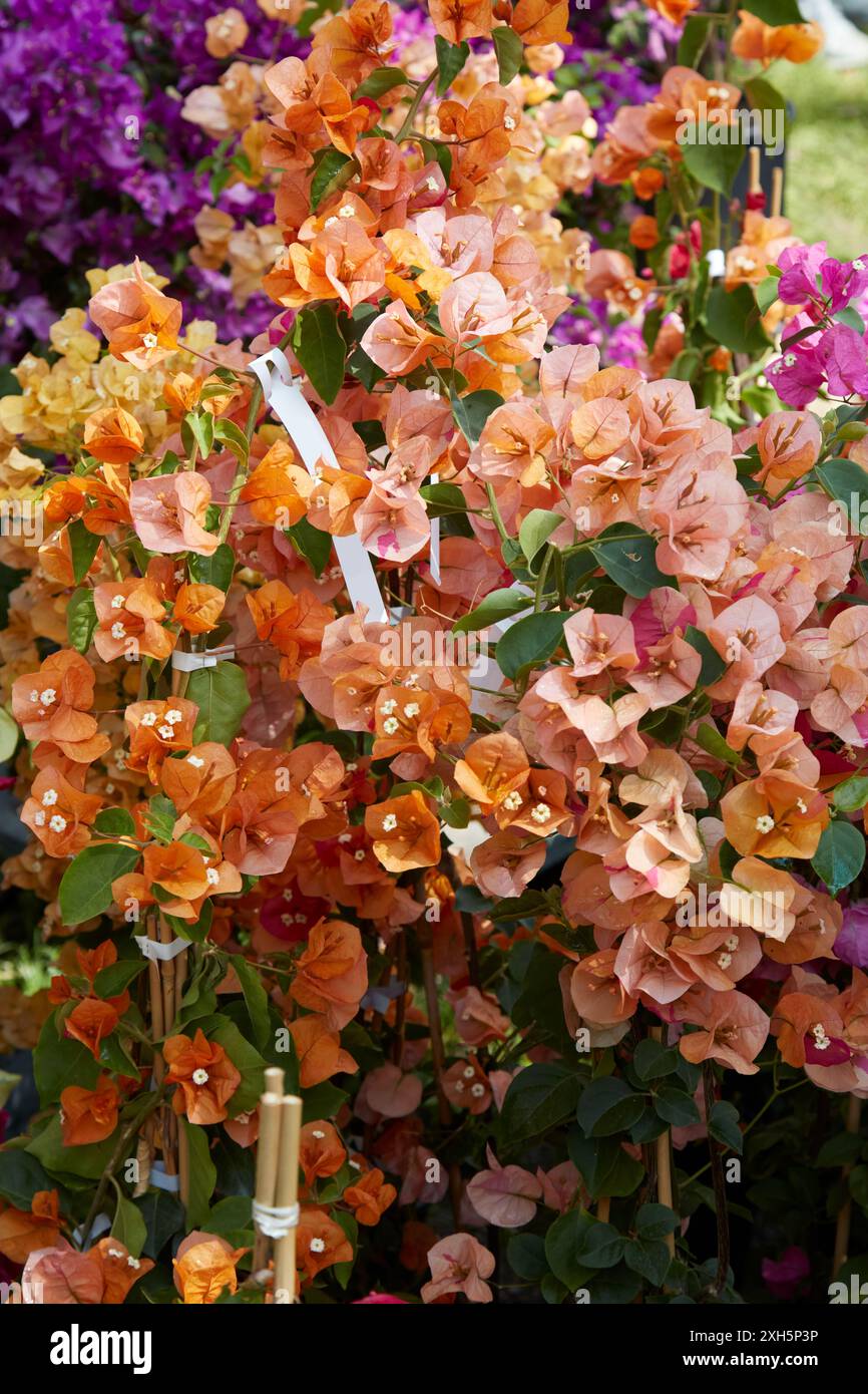 Bougainvillea, Zierreben mit gelben Blüten Stockfoto