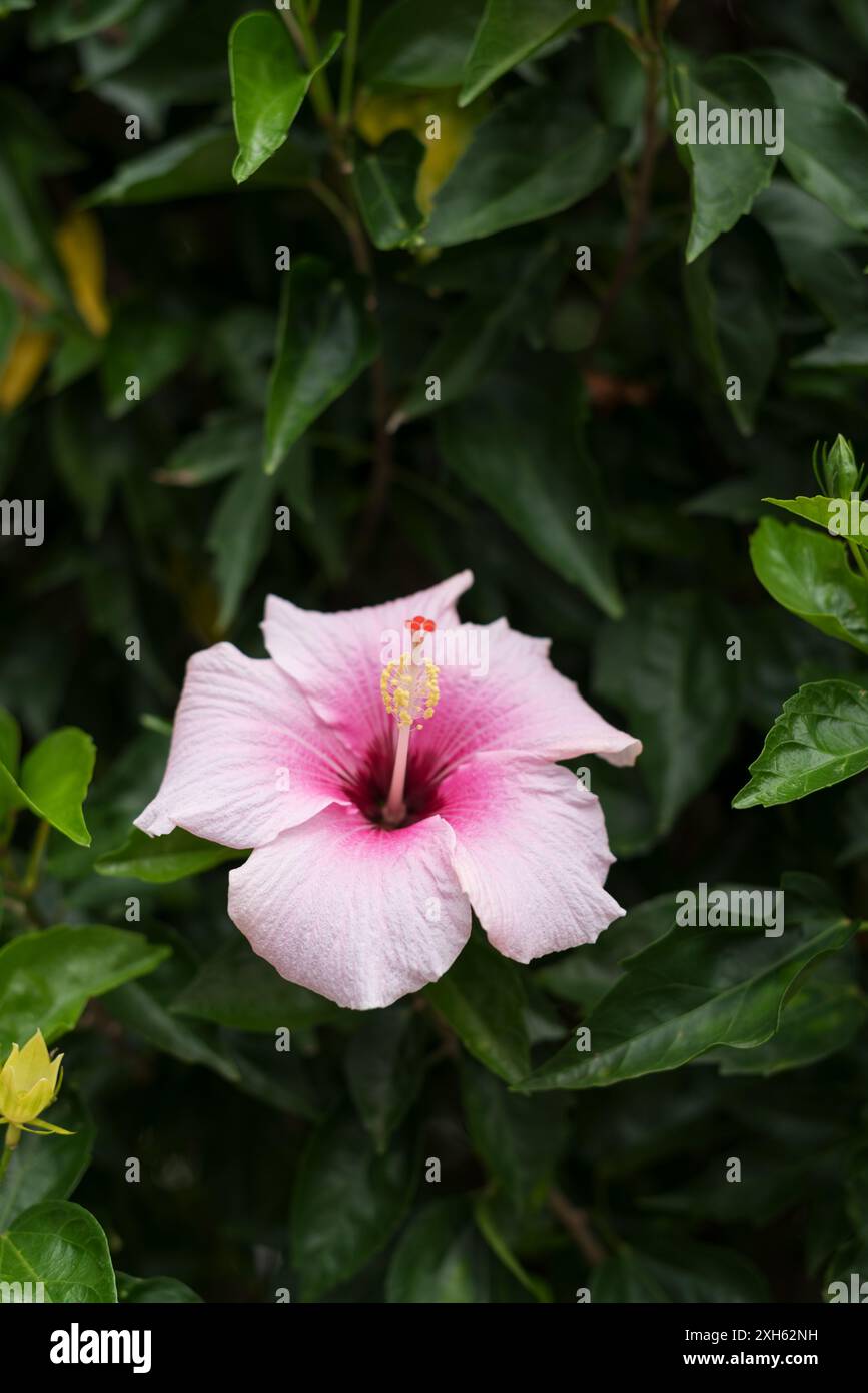 A single beautiful blooming Hawaiian pink hibiscus flower. Stockfoto