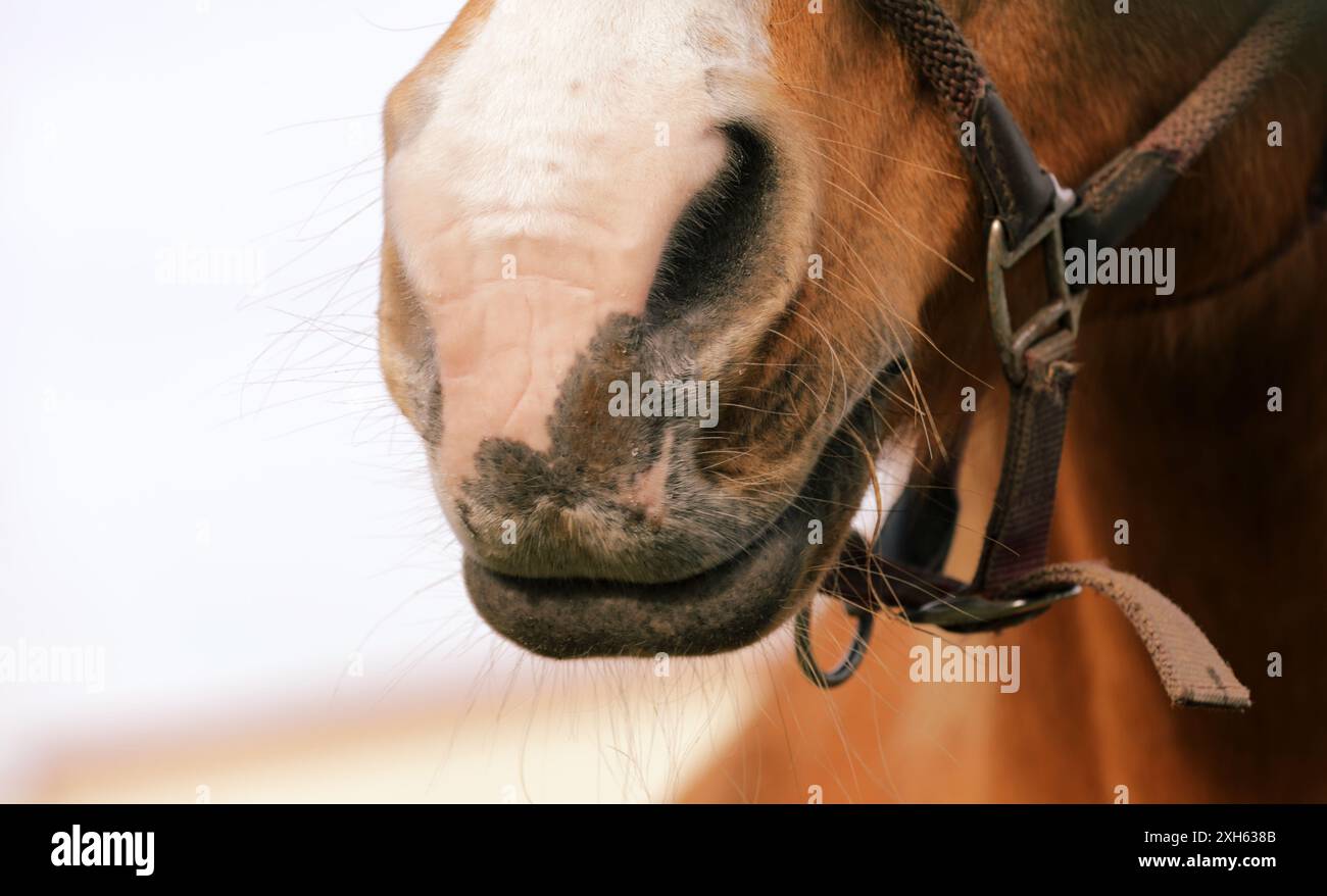 Pferdekopfmund Stockfoto