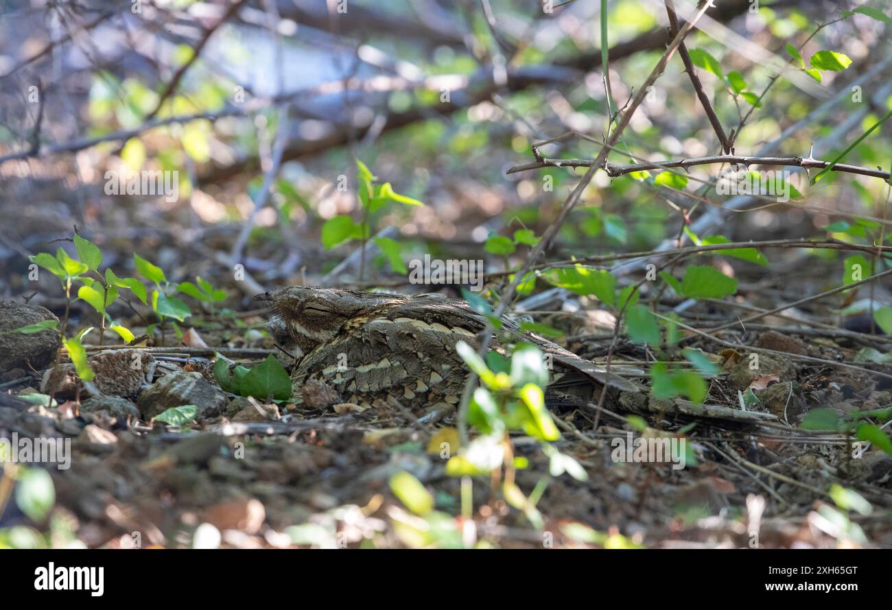 Rothals-Nachtschwärmer (Caprimulgus ruficollis), auf der Brutstätte in der Nähe von Spanien, Katalonien Stockfoto