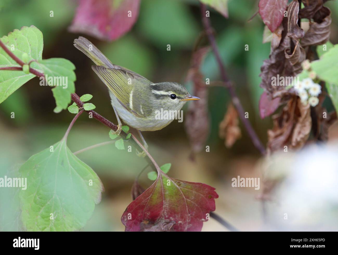 blyths gekrönter Weidenkraut (Phylloscopus reguloides, Seicercus reguloides), sitzt auf einem Zweig, Birma, Mount Victoria Stockfoto