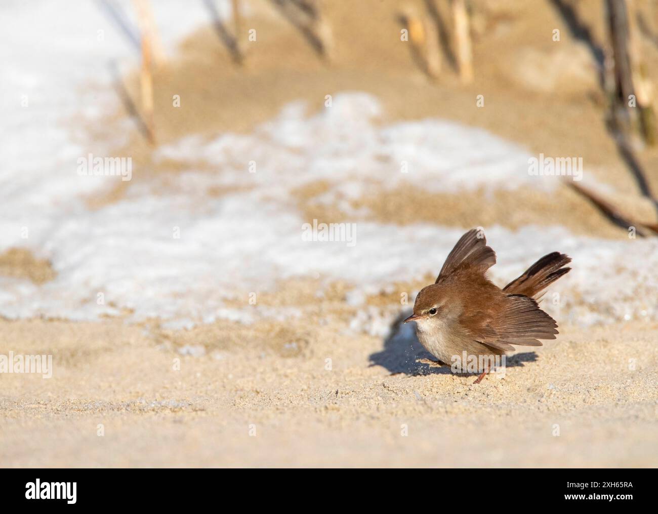 Cettias Keuscher (Cettia cetti), auf sandigem Boden, Seitenansicht, Niederlande, Südholland, Berkheide Stockfoto