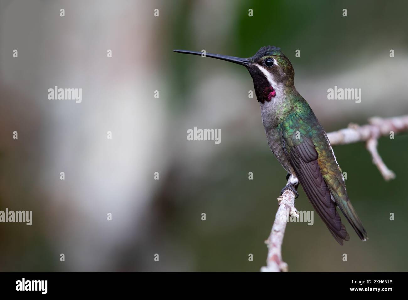Langschnabel-Sternhals (Heliomaster longirostris), sitzt auf einem Zweig im Regenwald, Panama Stockfoto
