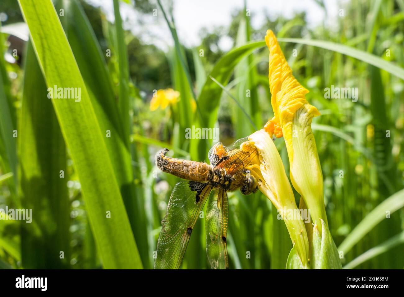 Vierfleckige libellula, vierfleckiger Jäger, vierfleckige libellula (Libellula quadrimaculata), tote Libelle auf der Blüte einer Sumpfiris, Deutschland, Nordrhein Stockfoto