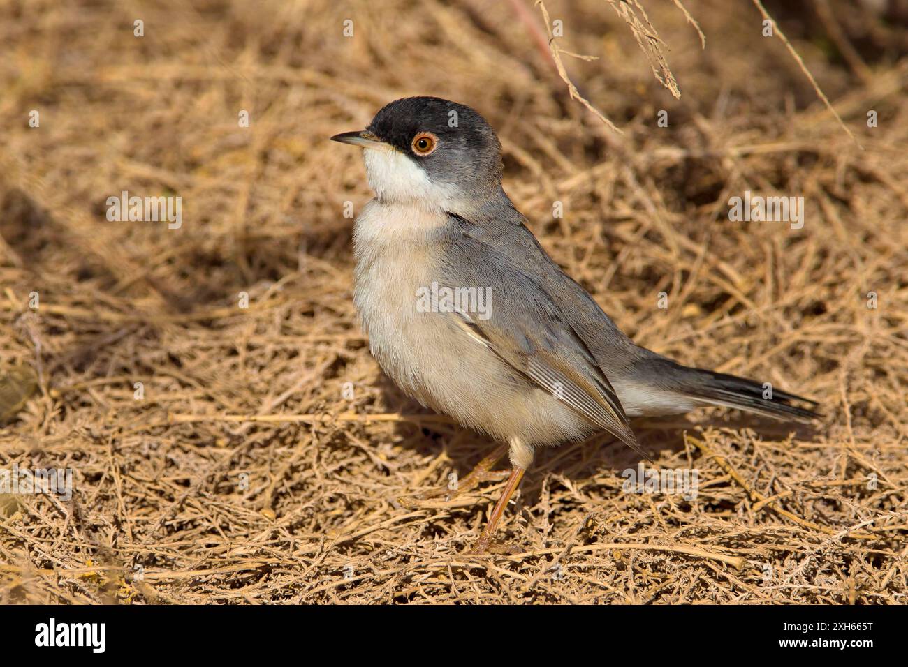 Menitis Warbler, Ménétries's Warbler (Sylvia mystacea, Curruca mystacea), auf getrockneten Thuja-Stecklingen, Seitenansicht, Kuwait Stockfoto