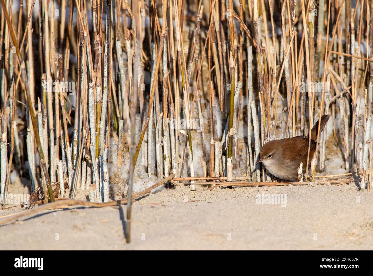 Cettia Cetti (Cettia cetti), auf der Suche nach Sanddünen, Seitenansicht, Niederlande, Südholland, Berkheide Stockfoto