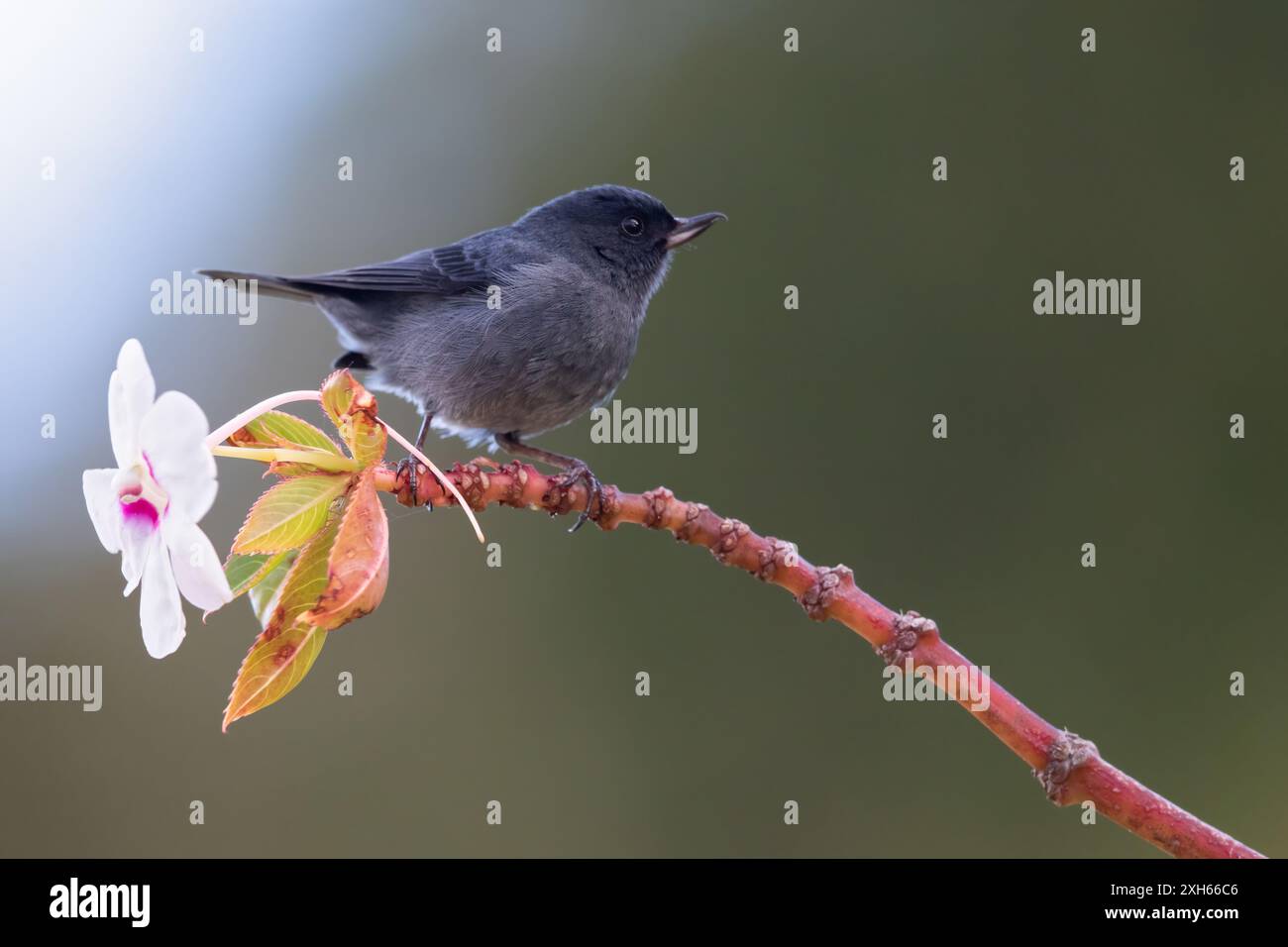 Schieferblumenpiercer (Diglossa plumbea), männlich sitzend auf einem Ast im Regenwald, Panama Stockfoto