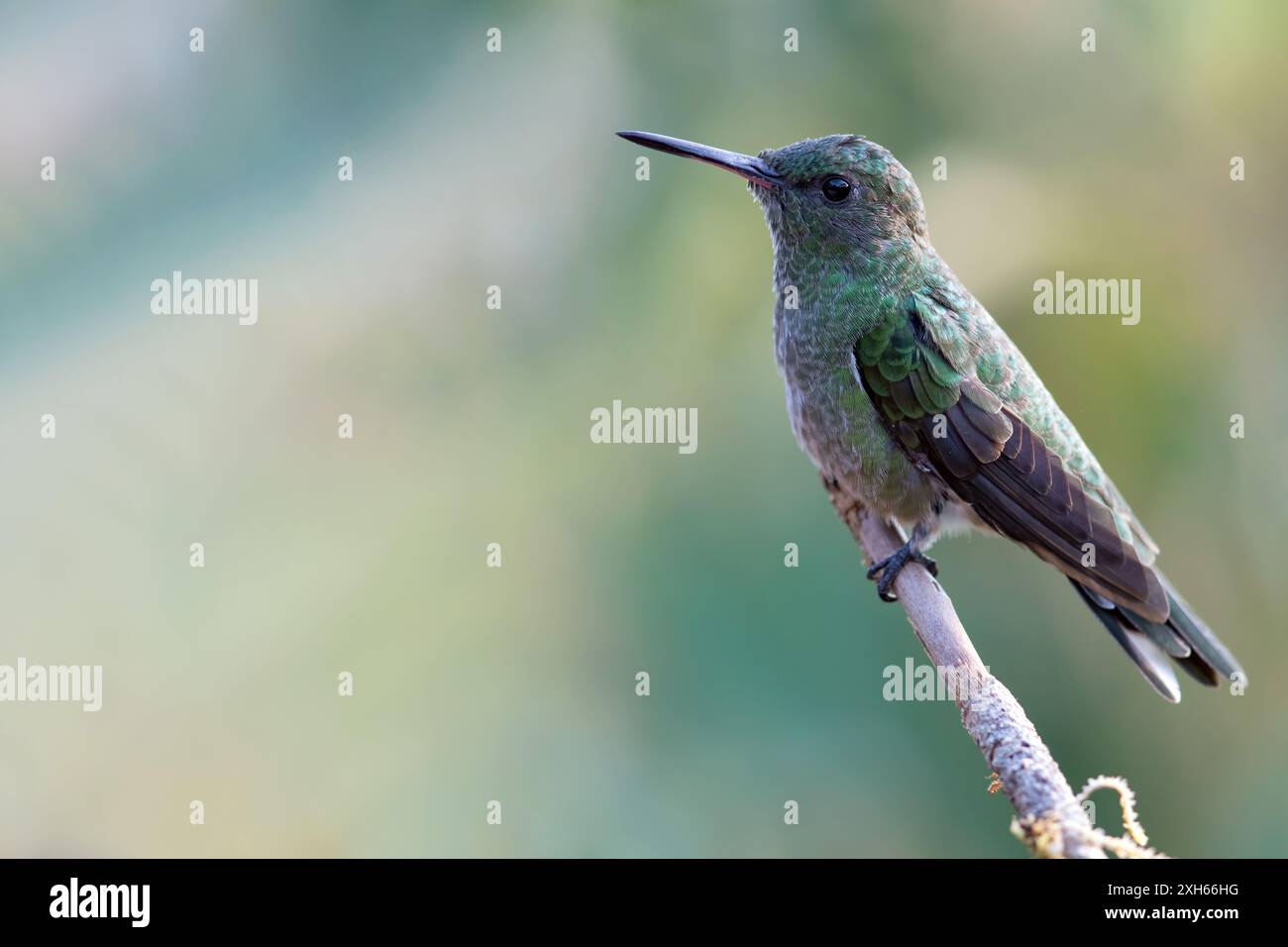 Kolibri mit Schuppenbrüsten (Phaeochroa cuvierii), sitzt auf einem Zweig im Regenwald, Panama Stockfoto