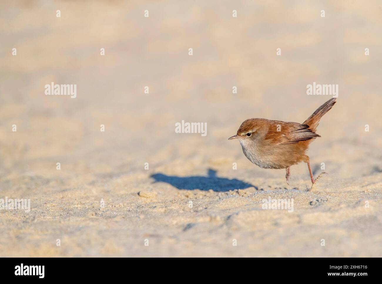 Cettias Keuscher (Cettia cetti), auf sandigem Boden, Seitenansicht, Niederlande, Südholland, Berkheide Stockfoto